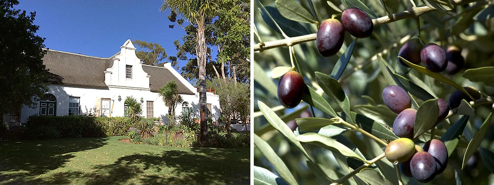 White house with garden on left closeup of olives on branches on right