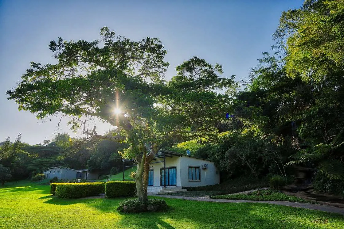 A tree in front of a small building with lush greenery and sunlight