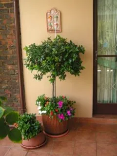 Two potted plants on a tiled patio next to a brick wall and door