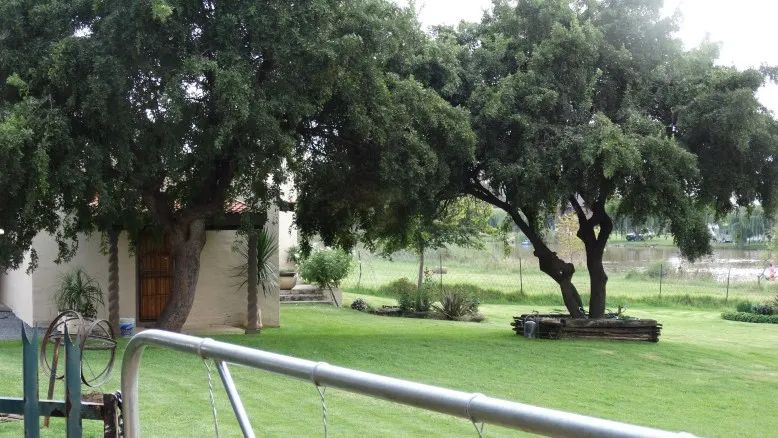 Large tree in a grassy yard with a building in the background