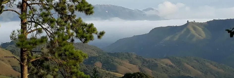 Pine tree in foreground misty mountains and valleys in background