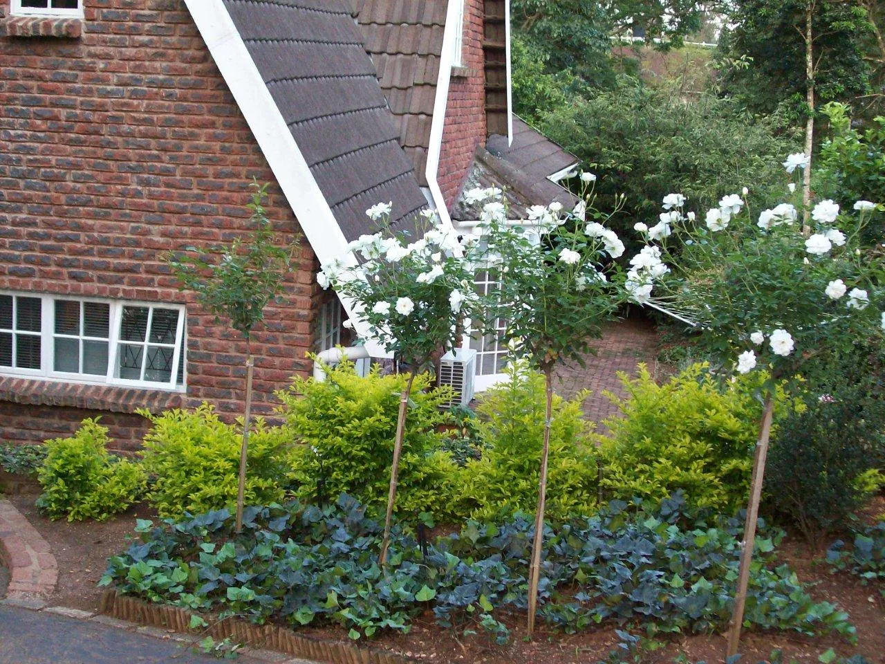 Brick house with garden featuring green shrubs and whiteflowered trees