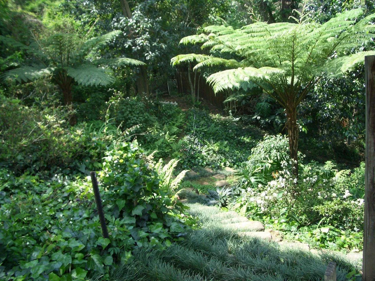 Lush green forest path with large ferns and dense vegetation