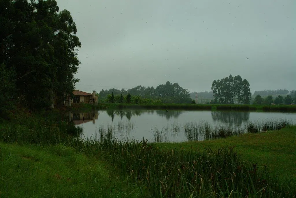 A serene lake surrounded by trees and grass on a misty day