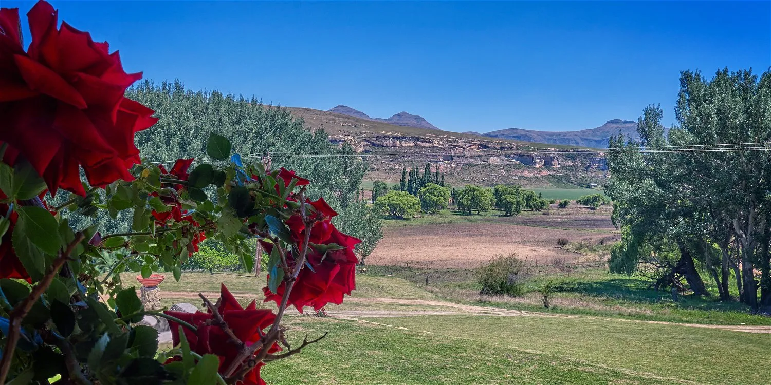 Red roses in foreground green field and mountains in background under blue sky