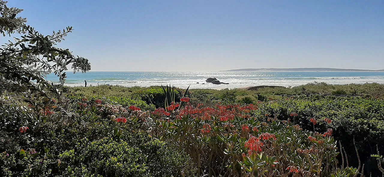 Coastal landscape with colorful flowers in the foreground and ocean in the background