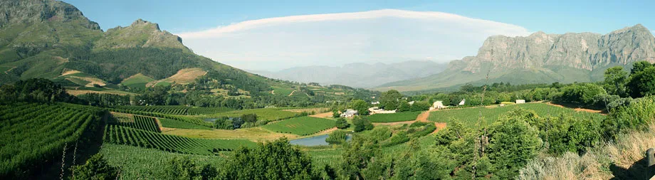 Vineyard landscape with mountains in the background under a clear sky