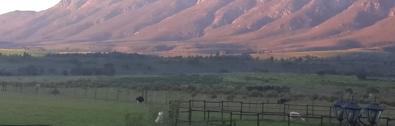Mountain range with green fields and scattered animals in the foreground