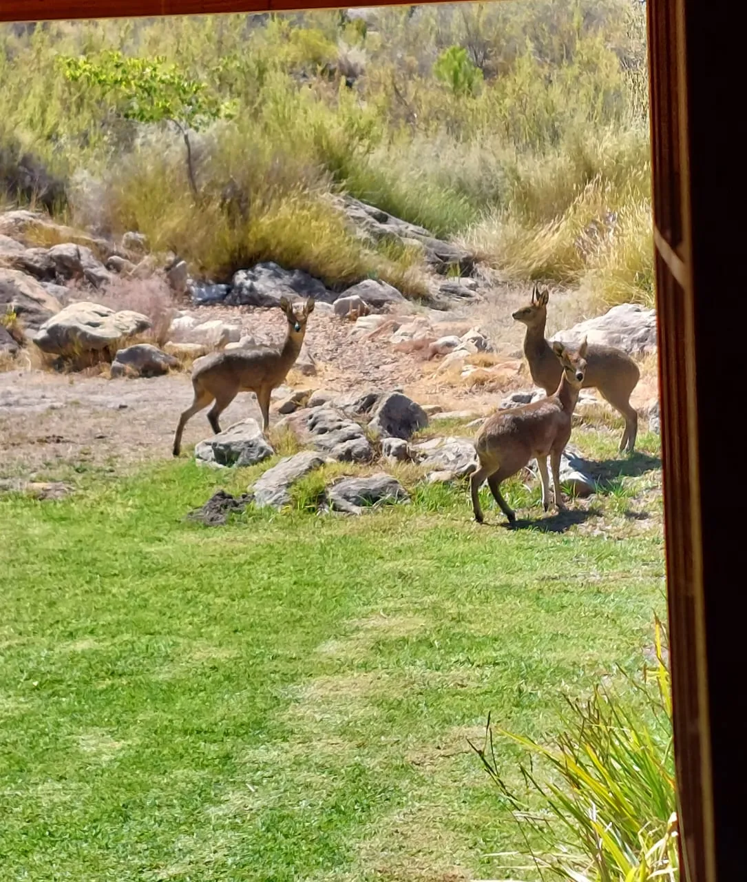 Four antelopes in a grassy enclosure with rocks and bushes in the background