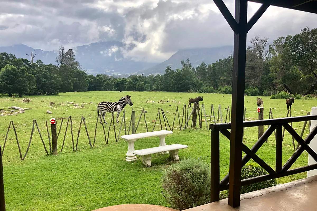 Zebras in a grassy field with mountains in the background viewed from a porch