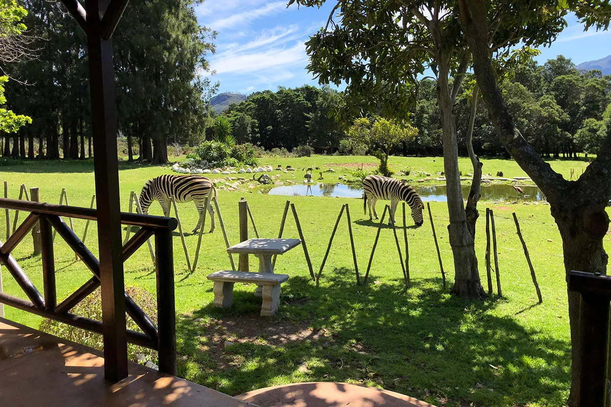 Zebras grazing near a fenced area with a bench and trees in the background