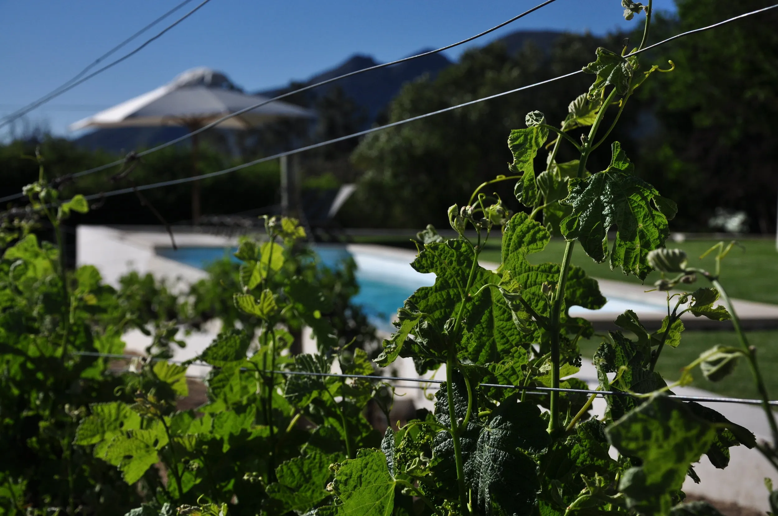 Green leaves in focus with a blurred swimming pool and mountains in the background