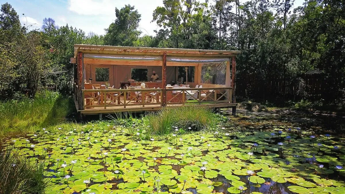 Wooden cabin on stilts surrounded by a pond with lily pads and trees