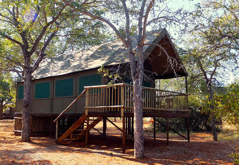 Elevated tent cabin on stilts with wooden stairs in a forested area
