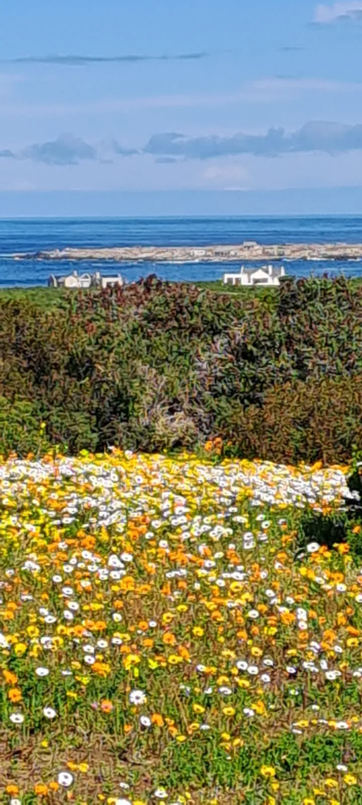 Field of wildflowers with ocean and buildings in the background