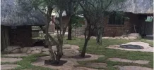 Traditional huts with thatched roofs in a garden with stone paths and trees
