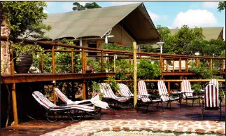 Wooden deck with lounge chairs and green tents in a lush outdoor setting