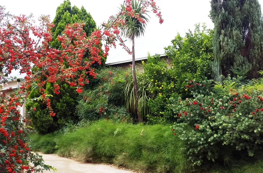 Pathway through a garden with vibrant red flowers and lush greenery
