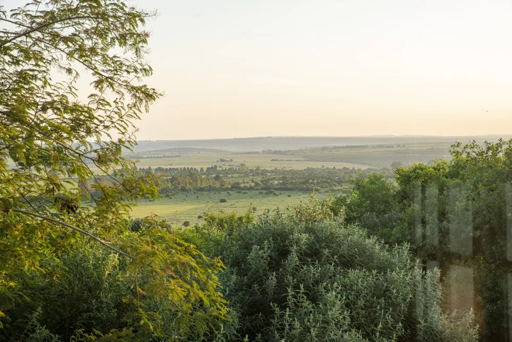 Scenic view of green fields and trees under a clear sky