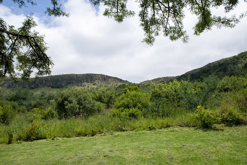 Lush green valley with trees under a cloudy sky