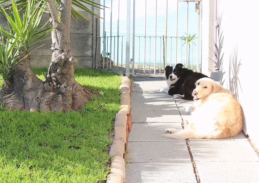 Two dogs lying on a sunny sidewalk next to a grassy area