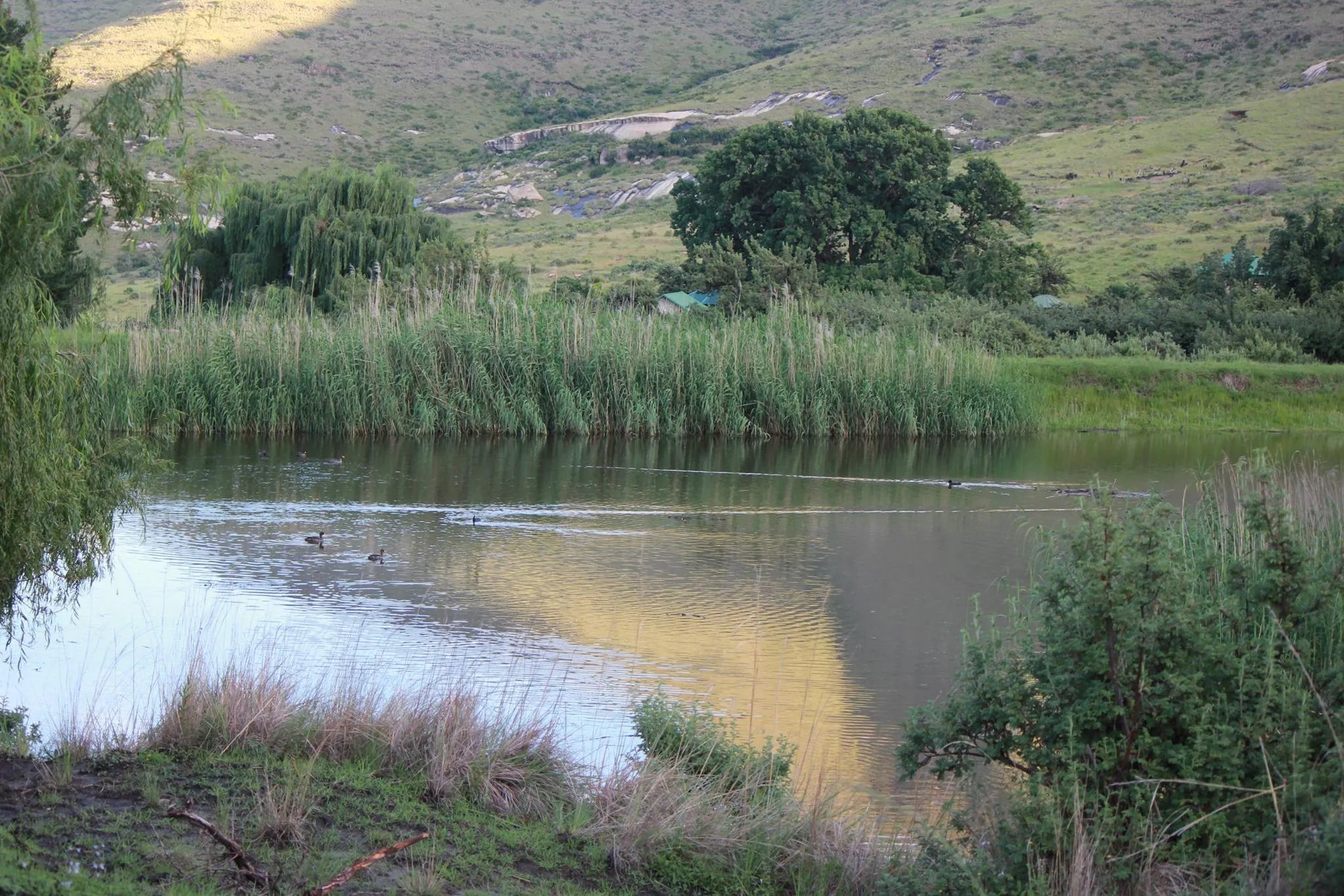 A serene pond with reeds and trees in a hilly landscape