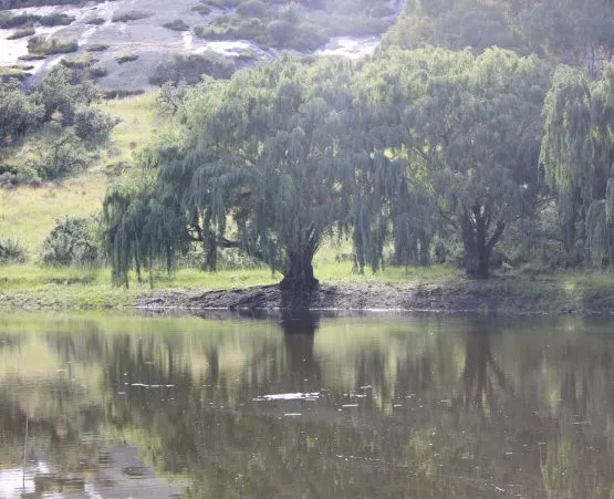Weeping willow trees by a calm lake with hills in the background