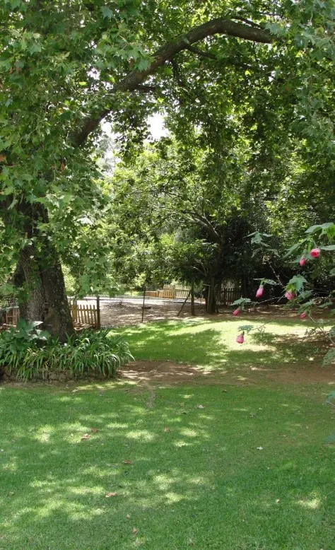 Lush green lawn with large trees and pink flowers in a garden setting