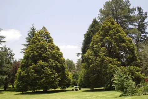 Lush green lawn with tall trees and a picnic table in the background