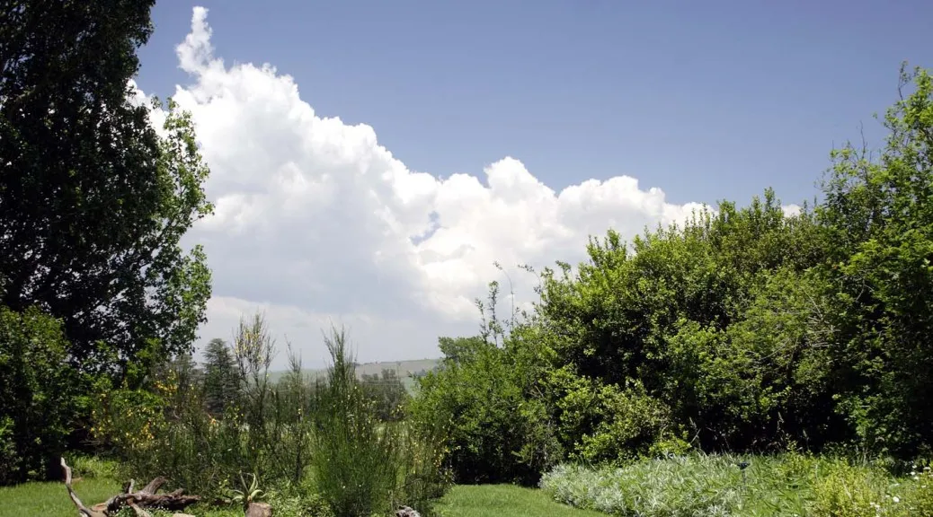 Lush green garden with trees and bushes under a bright blue sky with clouds