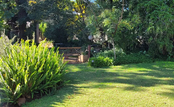Lush garden with green grass plants and a wooden bench in the background