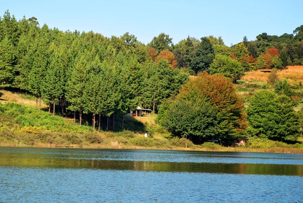 Forest with colorful trees by a calm lake under a clear blue sky