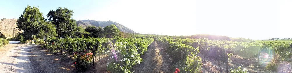 Vineyard with rows of grapevines dirt path and distant hills under a sunny sky