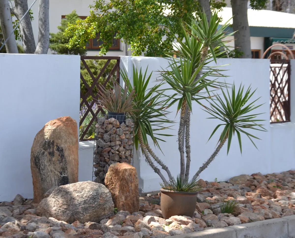 Potted plant with large leaves surrounded by rocks and white wall in background
