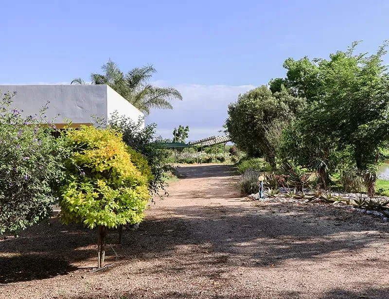 Dirt path surrounded by trees and bushes leading to a distant bridge