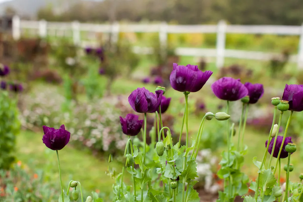 Purple poppies blooming in a garden with white fences in the background