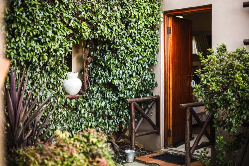 Wooden door with green foliage potted plant and pathway leading to entrance
