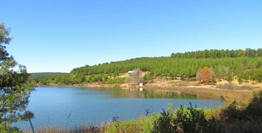 Lake surrounded by trees under a clear blue sky