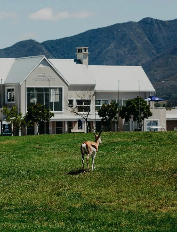 Antelope standing on grass in front of a building with mountains in background