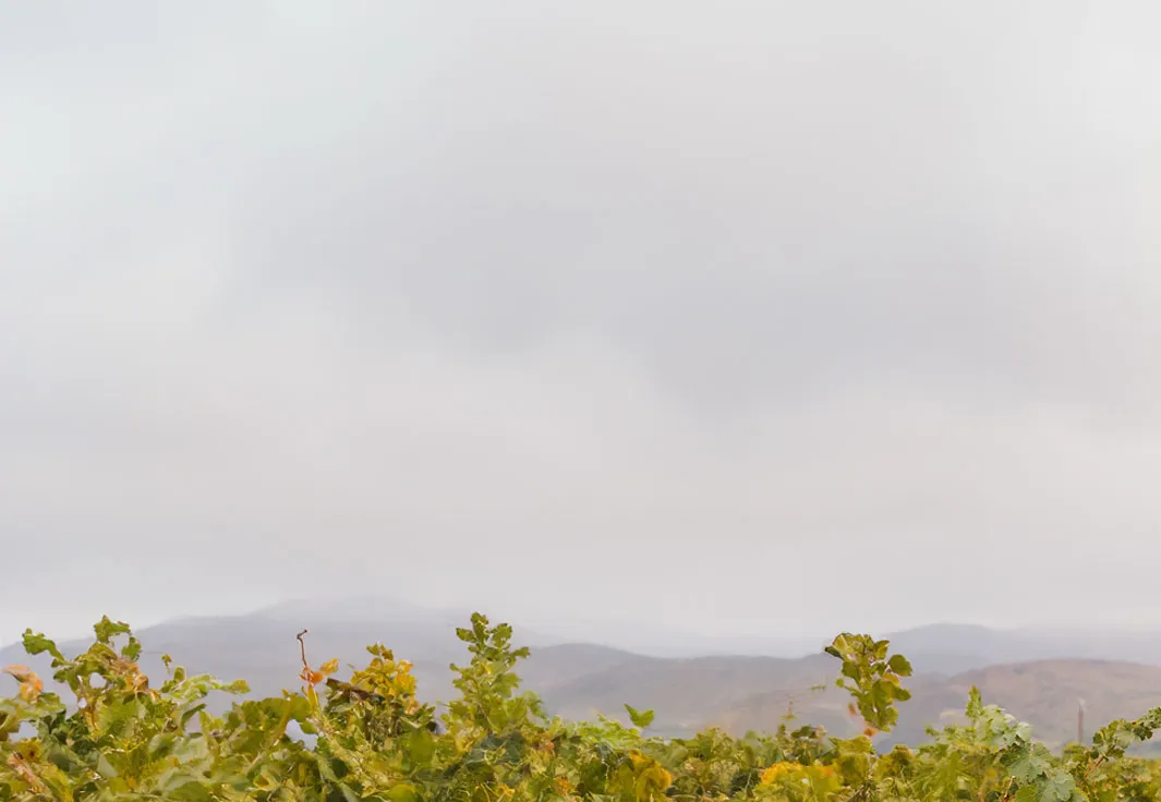 Vineyard with green plants and misty hills in the background
