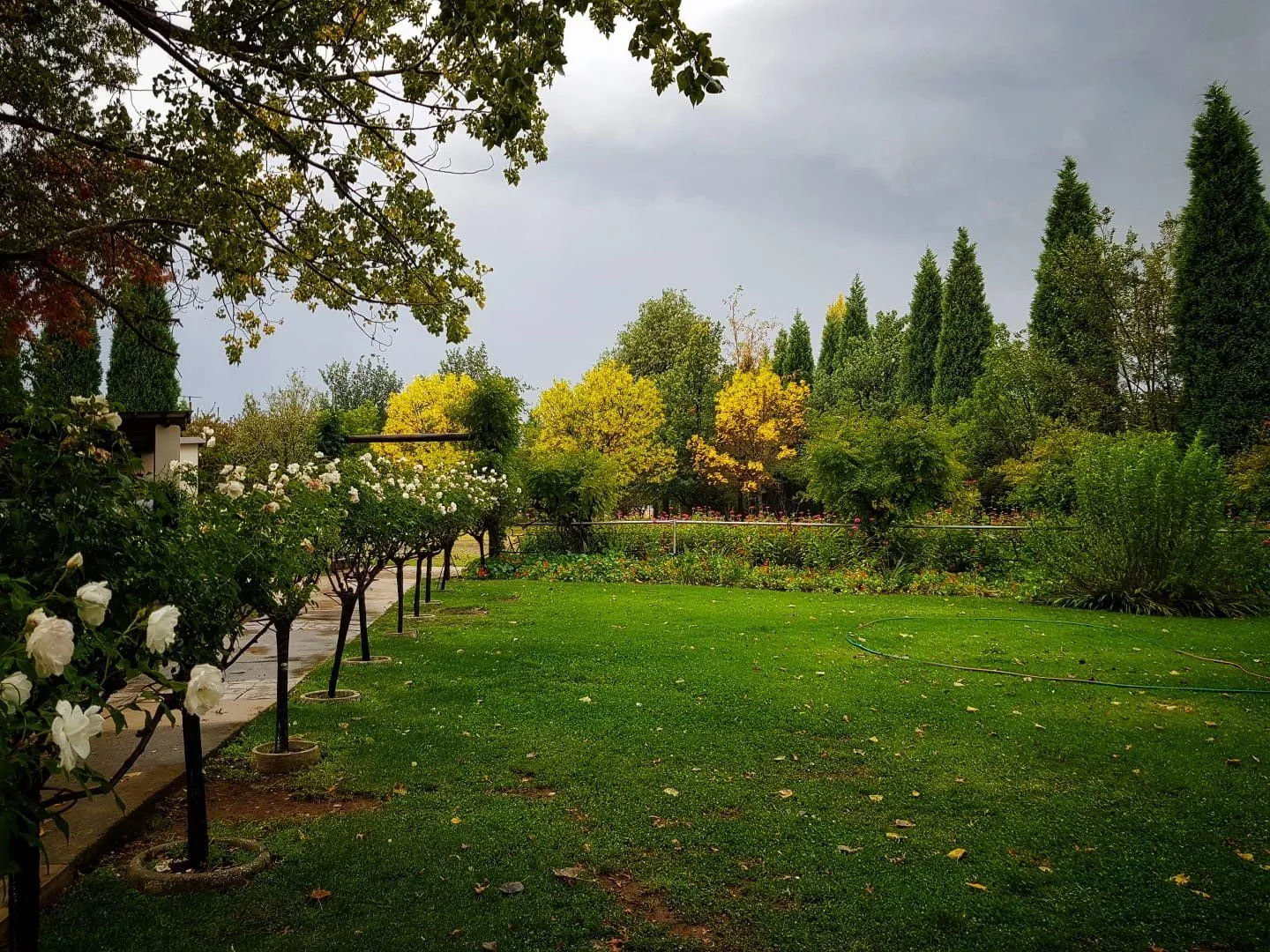 A green lawn with trees and white flowers under a cloudy sky