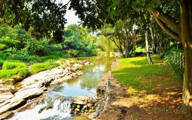A small stream flows through a lush green park with trees and grass