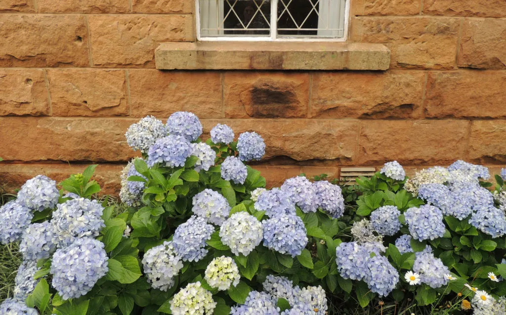 Blue and white hydrangeas in front of a brick wall with a window