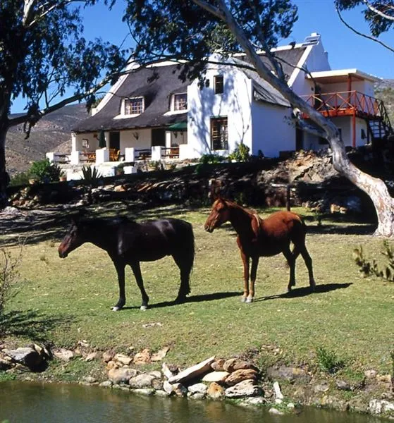Two horses standing on grass near a house with mountains in the background