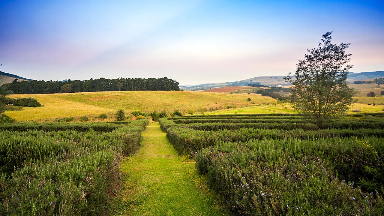 Path through lavender fields with rolling hills and a tree in the background