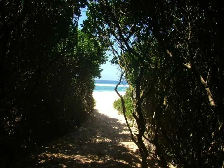 Pathway through bushes leading to a sandy beach and ocean