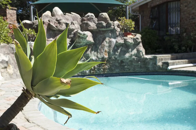 Aloe plant by a swimming pool with a stone wall in the background