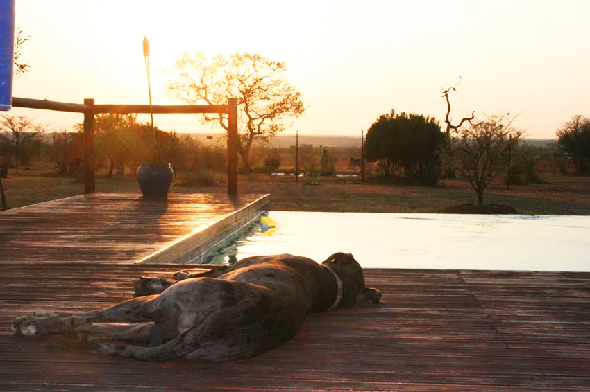 Dog lying on wooden deck beside pool at sunset with trees in background